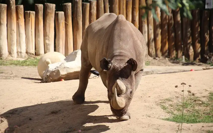 Nashorn im Frankfurter Zoo