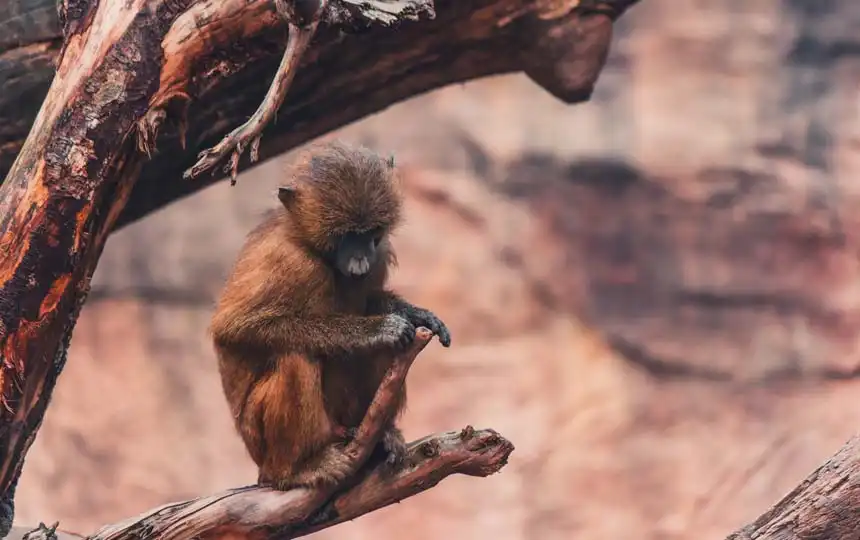 &Auml;ffchen im Tiergarten N&uuml;rnberg