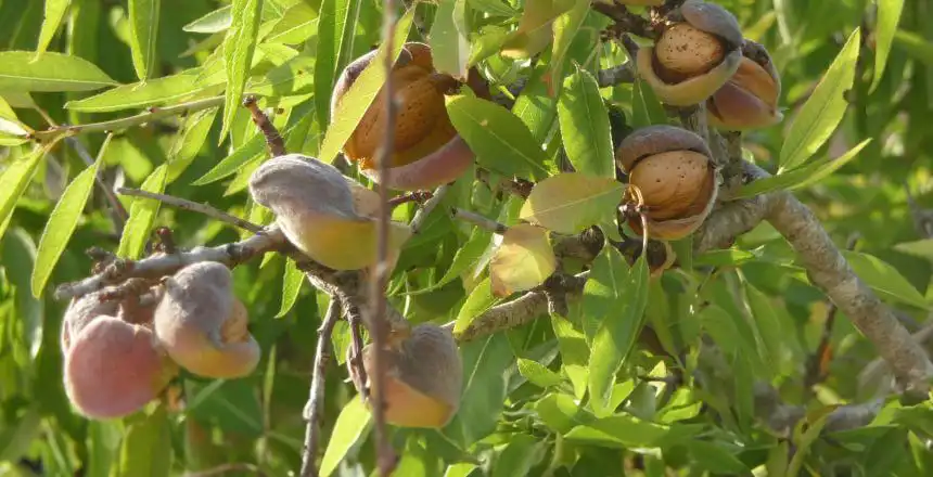 3f51769b27b6-mallorca-mandelbluete-mandelbaum-erweitert Mallorca Mandelblüte Mandelbaum