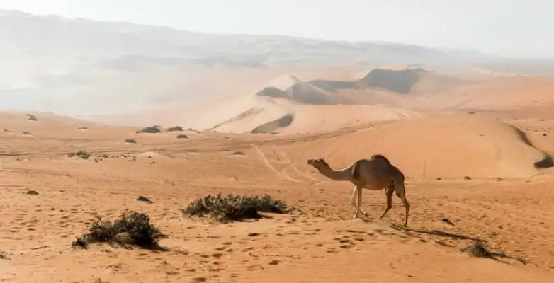 Kamel in der Wüste des Oman