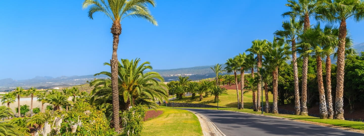 kanaren-teneriffa-strasse-palmen-spanien-fotolia-100376232 kanaren teneriffa strasse palmen spanien fotolia 100376232