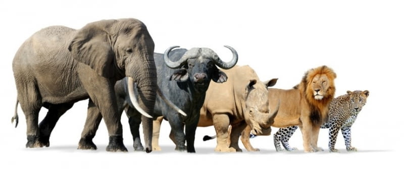 südafrika big five fotolia 111442607