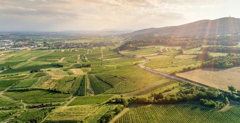 Panoramablick über Weinberge und Landstraße bei Gumpoldskirchen im Umland von Wien, Österreich